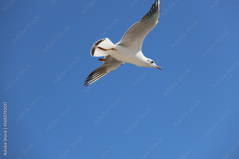 Fototapeta premium seagull flying in the sky