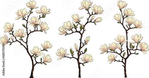 Magnolia branch illustration, blooming magnolia flowers, hand drawn floral art, botanical spring blossom, cream pink petals, decorative nature design, detailed vector artwork