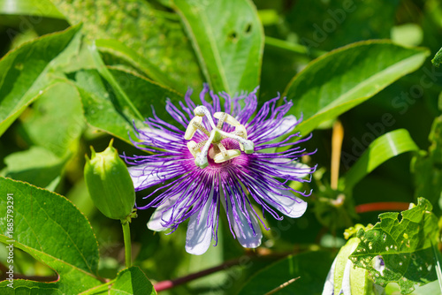 Purple Passionflower (Passiflora incarnata) showing its exotic bloom and unripe green fruit.