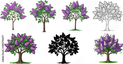 Purple lilac tree illustration, botanical floral design, spring blossom artwork, nature silhouette, hand drawn sketch, blooming garden plant, decorative landscape element