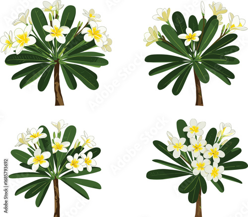 Plumeria tree illustration, tropical flower art, white yellow blossoms, green leaves, exotic plant drawing, botanical clipart, floral nature design, vector
