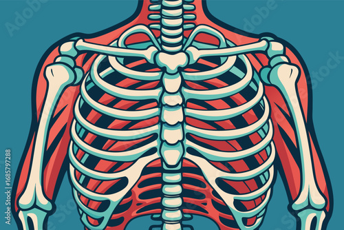 Detailed anatomical illustration of a human skeleton focusing on the ribcage structure