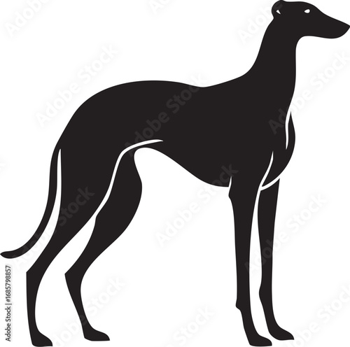 Elegant silhouette of a greyhound dog standing sideways

