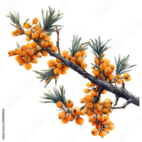 Sea Buckthorn, watercolor painting vector, isolated on a white background.