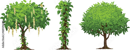Tropical flowering tree, climbing vine plant, lush deciduous tree illustrations, botanical garden vegetation, detailed nature vector art for landscaping, horticulture