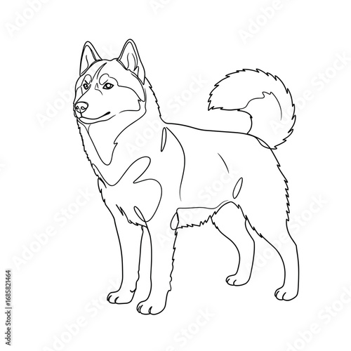 Husky dog coloring page. Standing Siberian breed in 3/4 view for pet education and printable worksheets