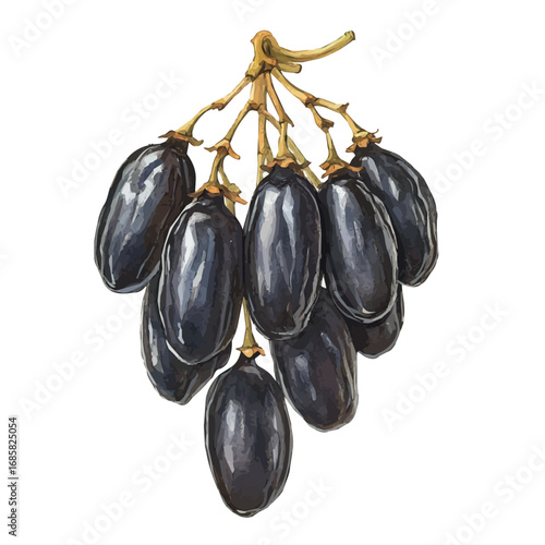 Raisin, watercolor vector, isolated on a white background.