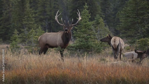 Bull elk bugling during the rut