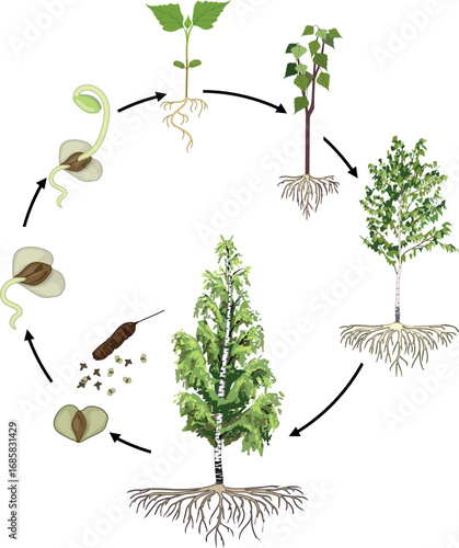  Life cycle of birch tree (Betula pendula). Growth stages from seed and sprout to old tree old tree with root system and green crown isolated on white background