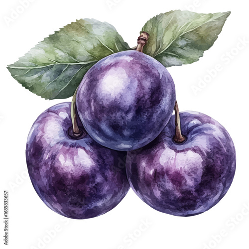 watercolor vector of Plum, isolated on a white background.
