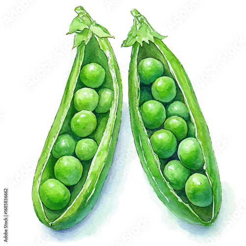 watercolor of Peas, vector, isolated on a white background.