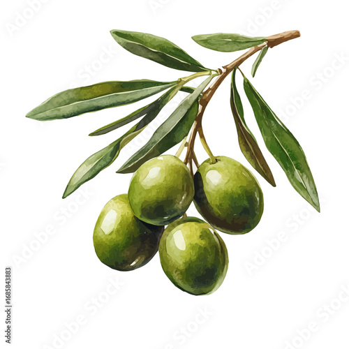 Olive, watercolor illustration vector, isolated on a white background.