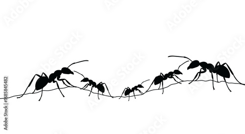 Silhouettes of a colony of ants working together and communicating on a thin wire against a stark white background