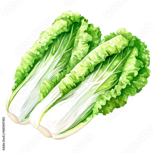 Napa Cabbage, watercolor clipart vector, isolated on a white background.