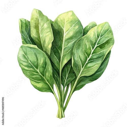 Mustard Greens, watercolor clipart vector, isolated on a white background.