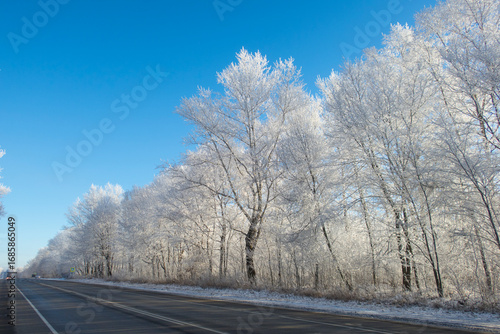Snow-covered silver trees against blue sky