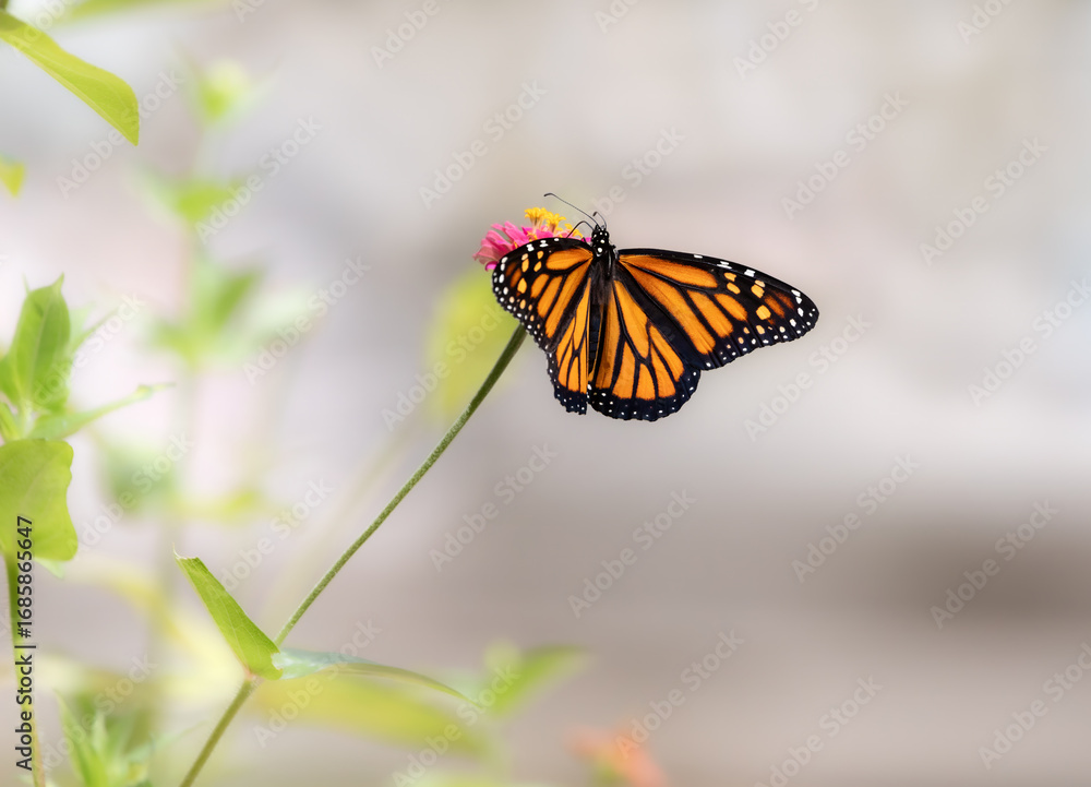 Fototapeta premium monarch butterfly on a flower