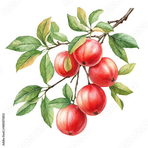 watercolor of Jujube, vector, isolated on a white background.
