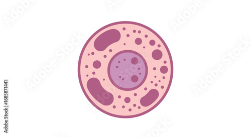 Simple diagram of a pink animal cell with nucleus and organelles