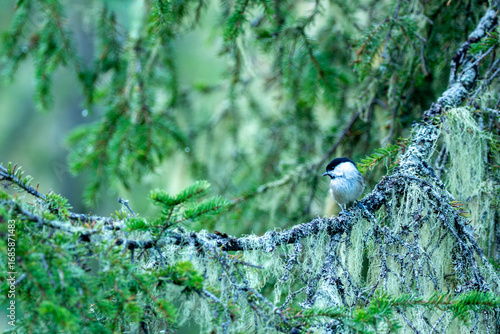 Foto Willow tit (Poecile montanus) perched on spruce branch in primeval forest in aut
