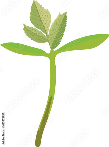 Green sprout of  rowan tree (Sorbus aucuparia) isolated on white background	
