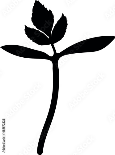 Black silhouette of sprout of  rowan tree (Sorbus aucuparia) isolated on white background	
