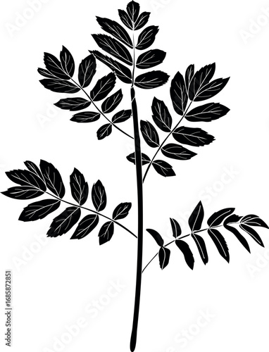Black silhouette of young rowan tree (Sorbus aucuparia) with crown isolated on white background