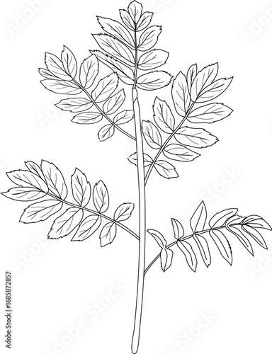 Coloring page with young rowan tree (Sorbus aucuparia) with crown isolated on white background