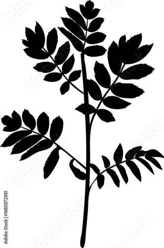Black silhouette of young rowan tree (Sorbus aucuparia) with crown isolated on white background