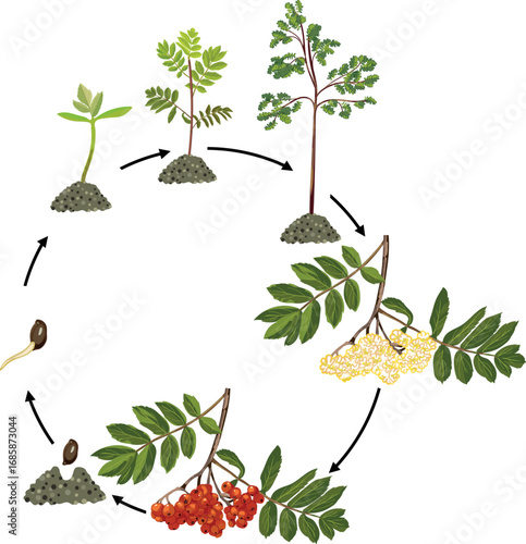 Life cycle of rowan tree (Sorbus aucuparia). Growth stages from seed to tree and ripe rowan berries isolated on white background	