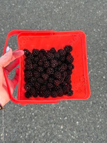 a hand holding a basket of fresh-picked blackberries 