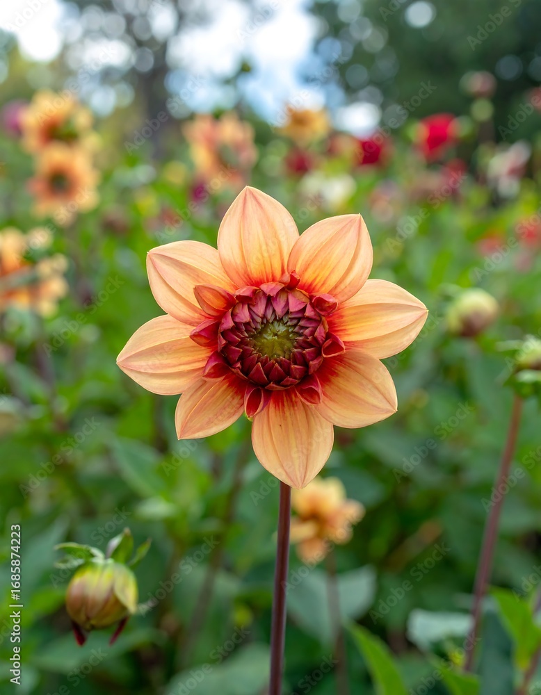 Obraz premium Close-up of a peach and maroon dahlia