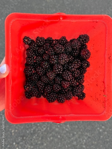 a hand holding a basket of fresh-picked blackberries 