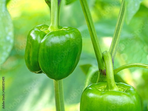 Close-up of a fresh green bell pepper growing in a vibrant garden