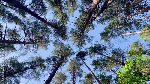 Pine trees viewed from below against a clear blue sky  