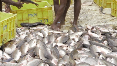 Untouched Bounty - A Plenitude of Fresh Fish