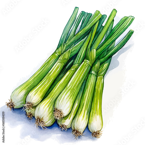 Green Onion, watercolor vector, isolated on a white background.