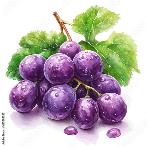 Grape, watercolor clipart vector, isolated on a white background.