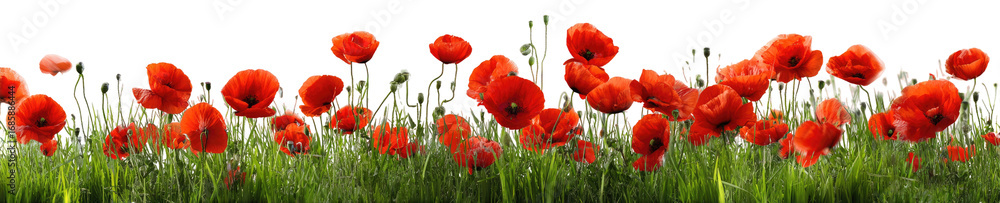 Obraz premium Red poppies in a field (1)