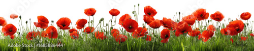 Red poppies in a field (1)
