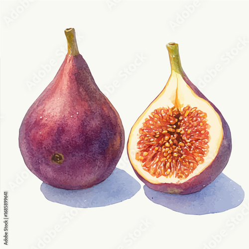 watercolor of Fig, vector, isolated on a white background.