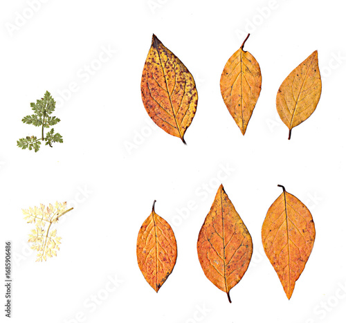 Wallpaper Mural yellow, green autumn leaves on a white background Torontodigital.ca