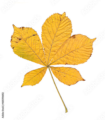 Wallpaper Mural horse-chestnut yellow, green autumn leaves on a white background Torontodigital.ca