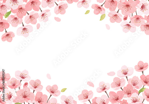 Pink cherry blossom petals frame on a black background isolated on transparent background