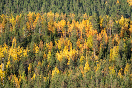 Fototapeta Naklejka Na Ścianę i Meble -  View of yellow and green trees in the forest in Finland. Autumnal taiga forest background