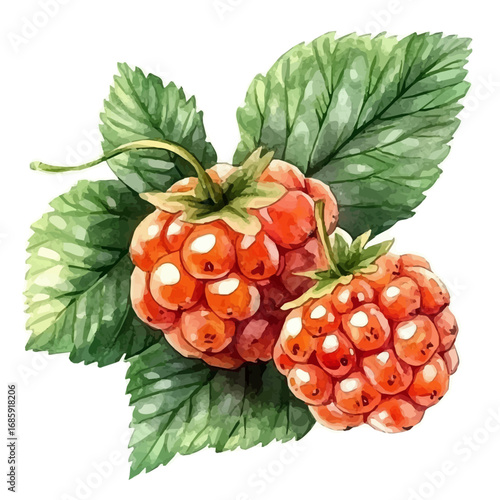 Cloudberry, watercolor painting vector, isolated on a white background.