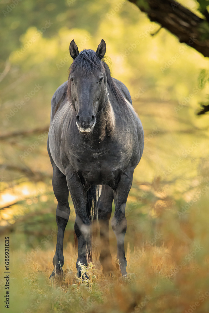 Fototapeta premium Black mustang stallion standing solo