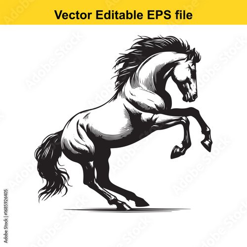 Powerful black and white horse rearing up, isolated on white background