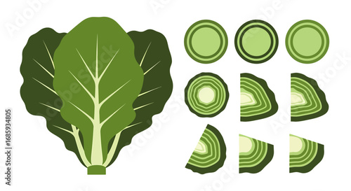 Botanical illustration of verdant leafy greens sliced and intact presentation
