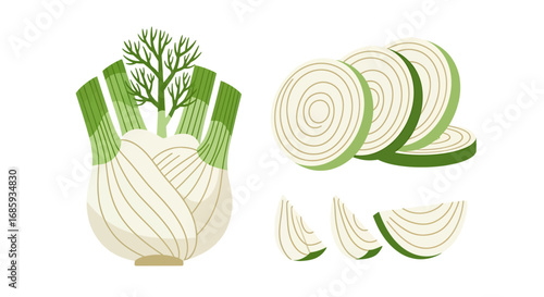 Artistic fennel bulb and segmented slices illustration for culinary projects